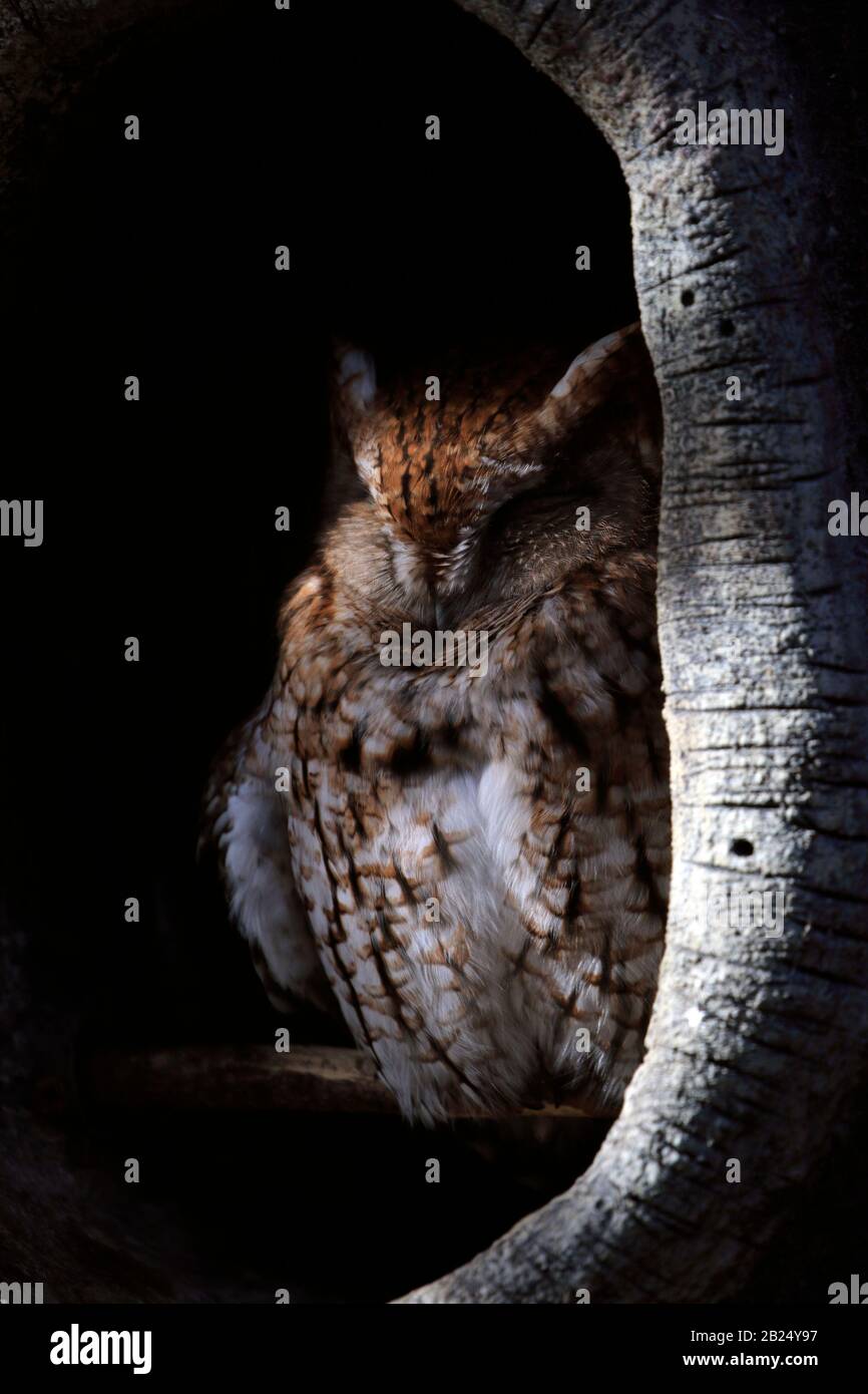 Eastern Screech Owl, Megascops Asio, Sleeping, Bergen County Zoo, Van Saun Park, Paramus, New Jersey, États-Unis Banque D'Images