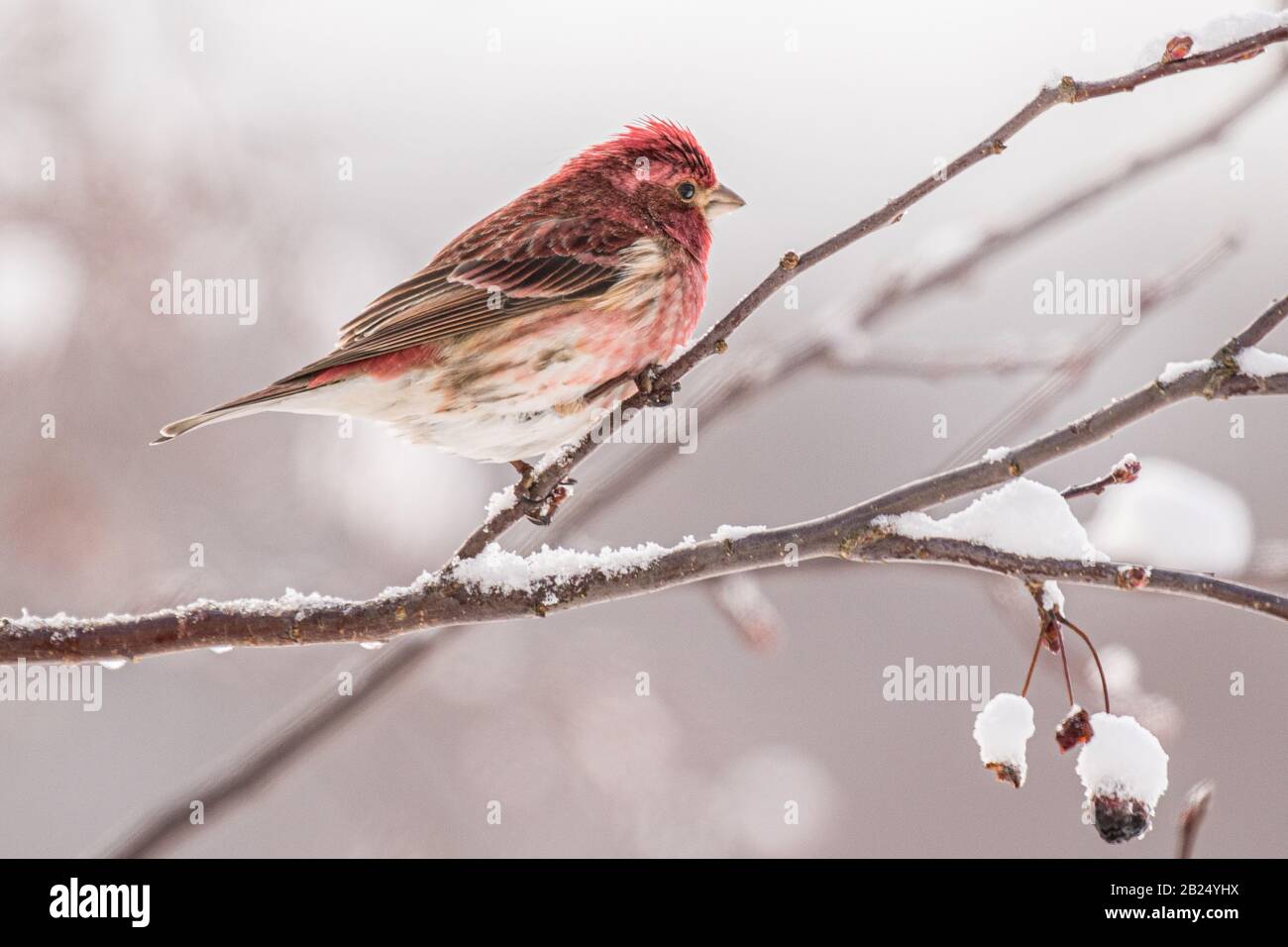 Pourpre Finch sur une branche enneigée Banque D'Images