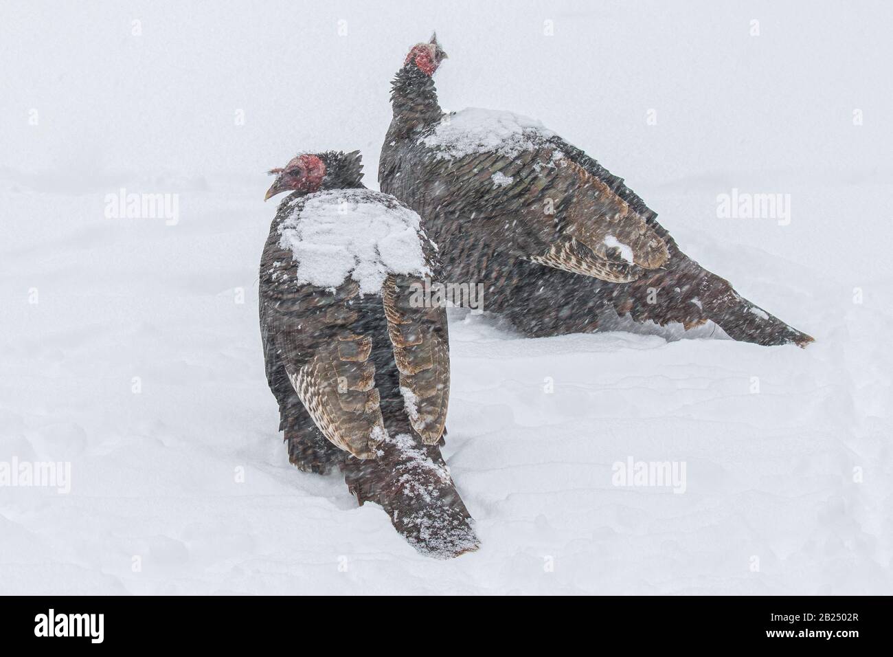 Deux dindes sauvages dans une tempête de neige en Nouvelle-Angleterre Banque D'Images