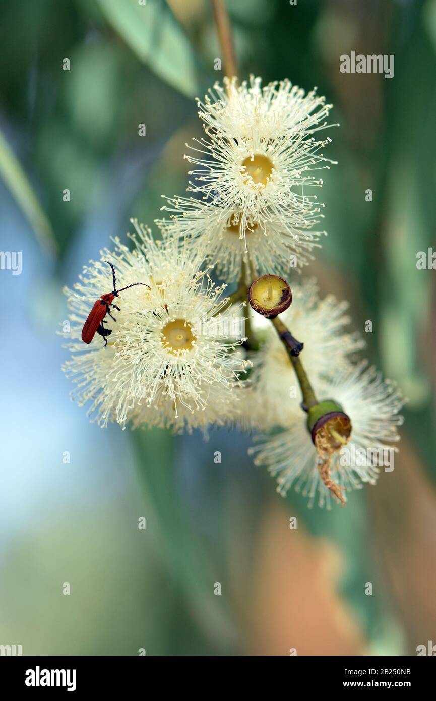 Lycid Beetle à nez long, Porrostoma rhipidium, Lycidae, se nourrissant du nectar de fleurs du bois de sang jaune Corymbia leichhardtii, famille des Myrtaceae. Banque D'Images