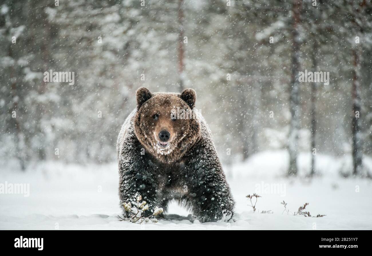 Le mâle adulte de l'ours brun traverse la forêt hivernale dans la neige. Vue de face. Chute de neige, blizzard. Nom scientifique: Ursus arctos. Habitat naturel Banque D'Images