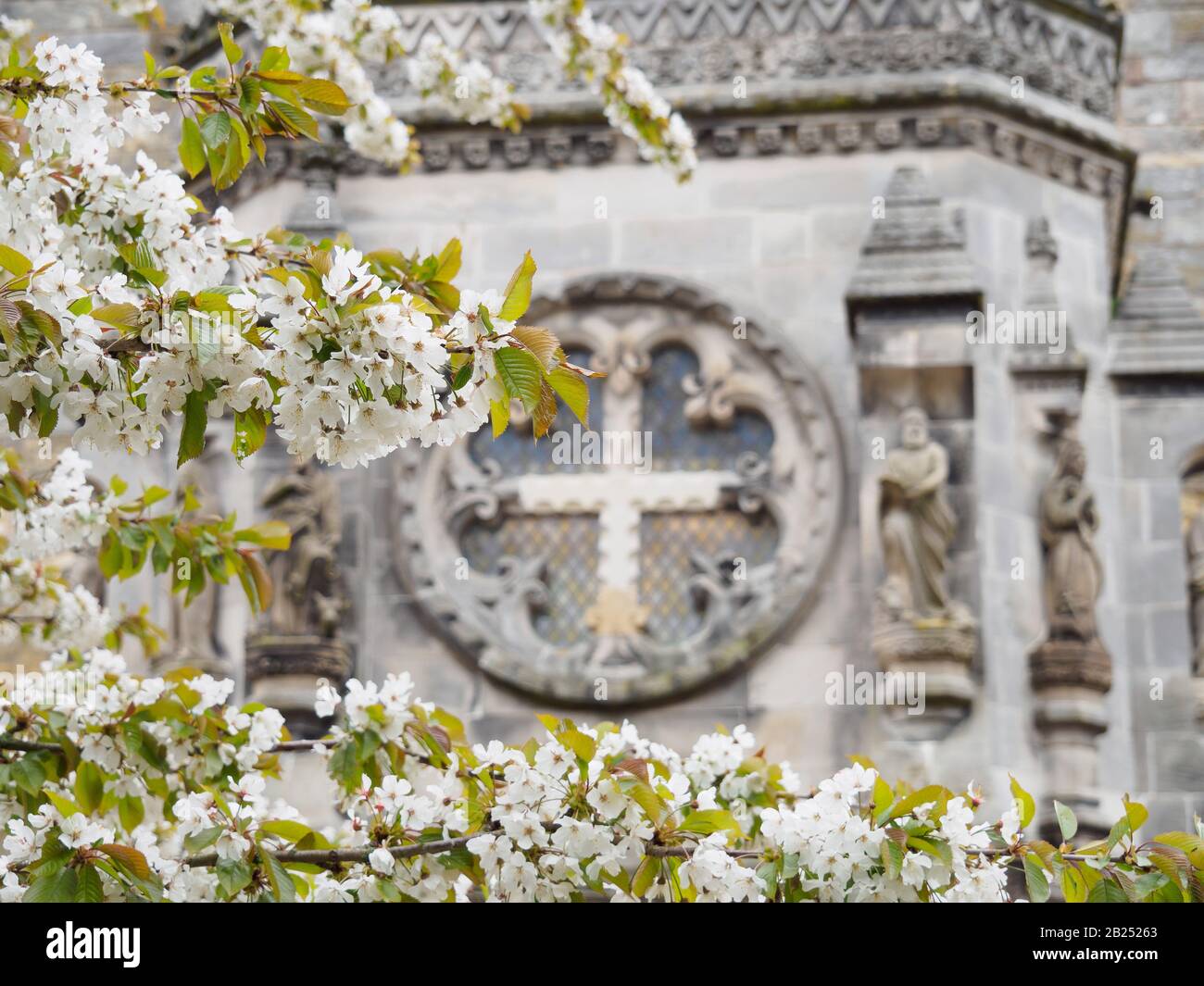 Chapelle Rosslyn avec arbres à prune fleuris près d'Édimbourg, Écosse. Banque D'Images