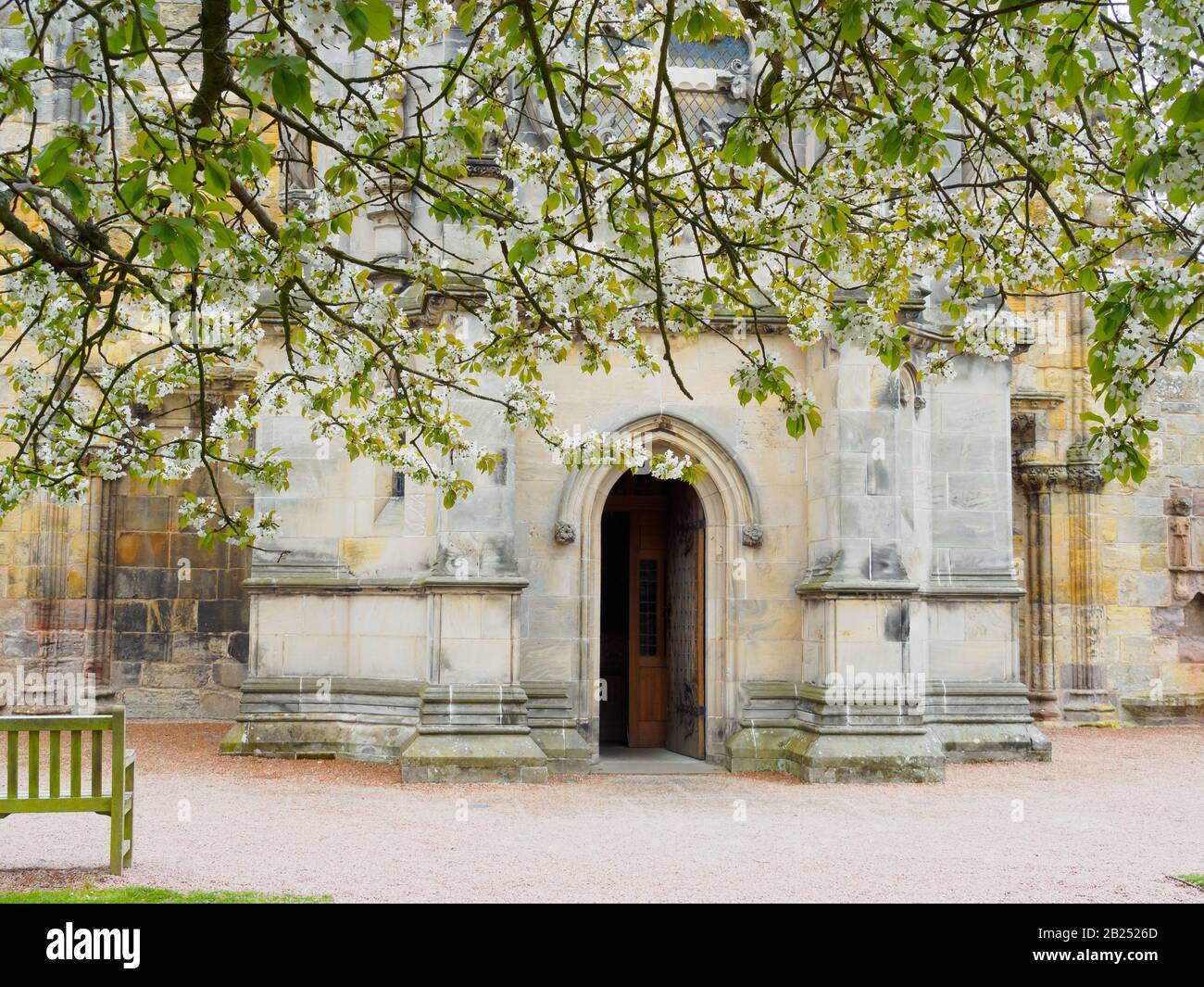Chapelle Rosslyn avec arbres à prune fleuris près d'Édimbourg, Écosse. Banque D'Images