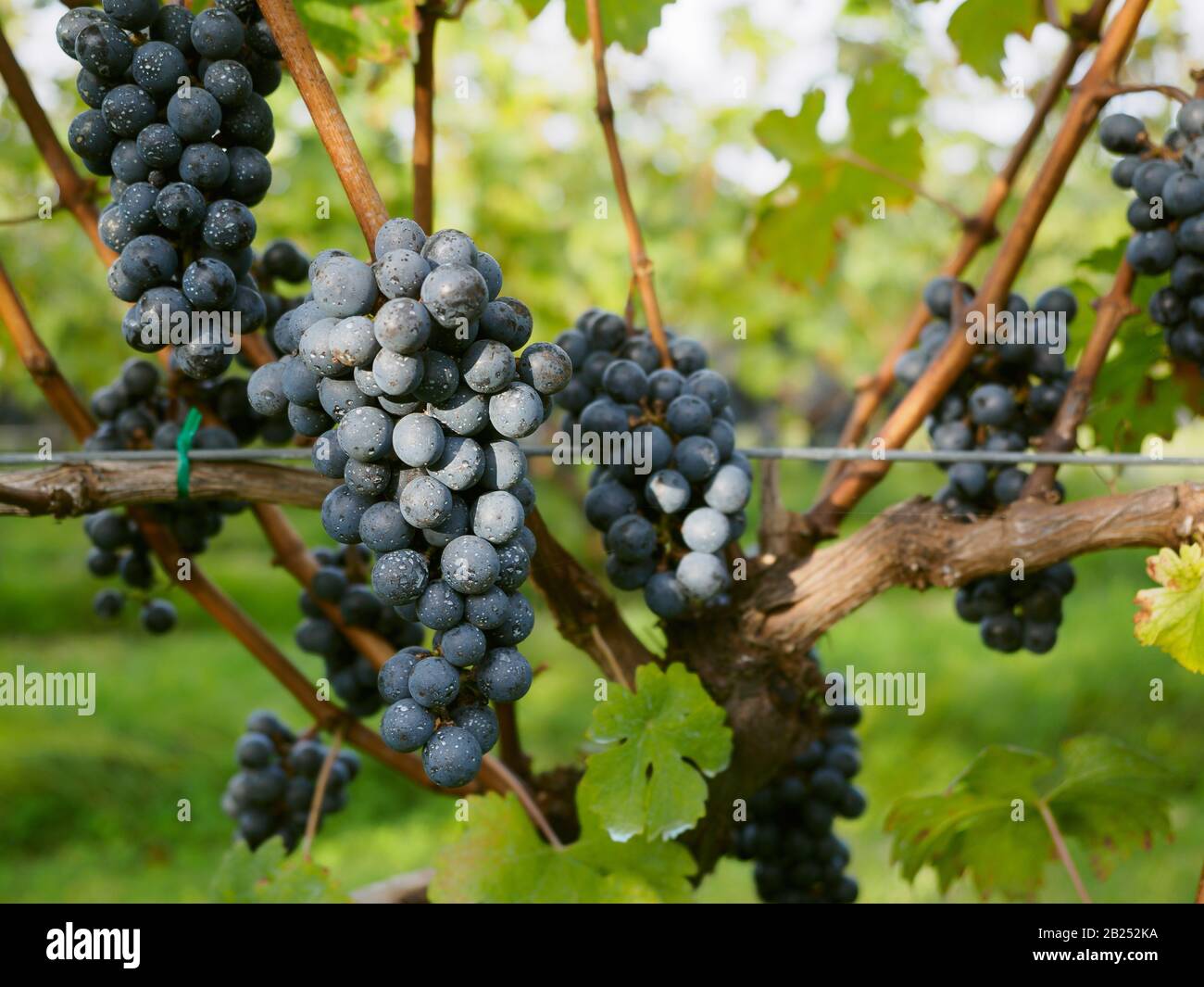 Grappes de raisins noirs sur une vigne dans un vignoble. Banque D'Images