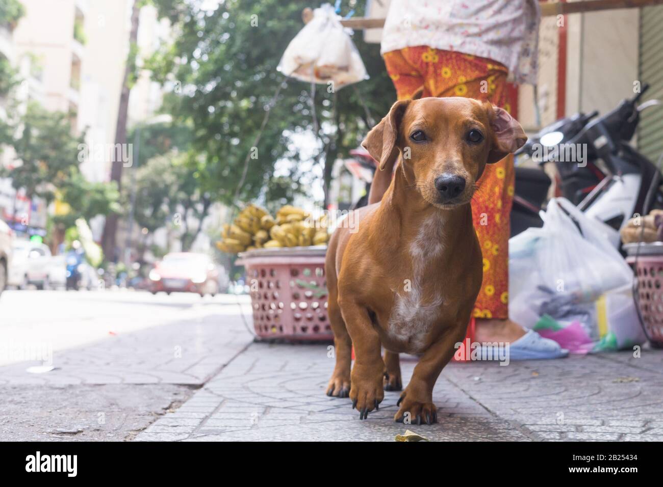 Saigon (Ho Chi Minh Ville) Dachshund - un chien de saucisse dans la rue de Saigon, Vietnam, Asie du Sud-est. Banque D'Images