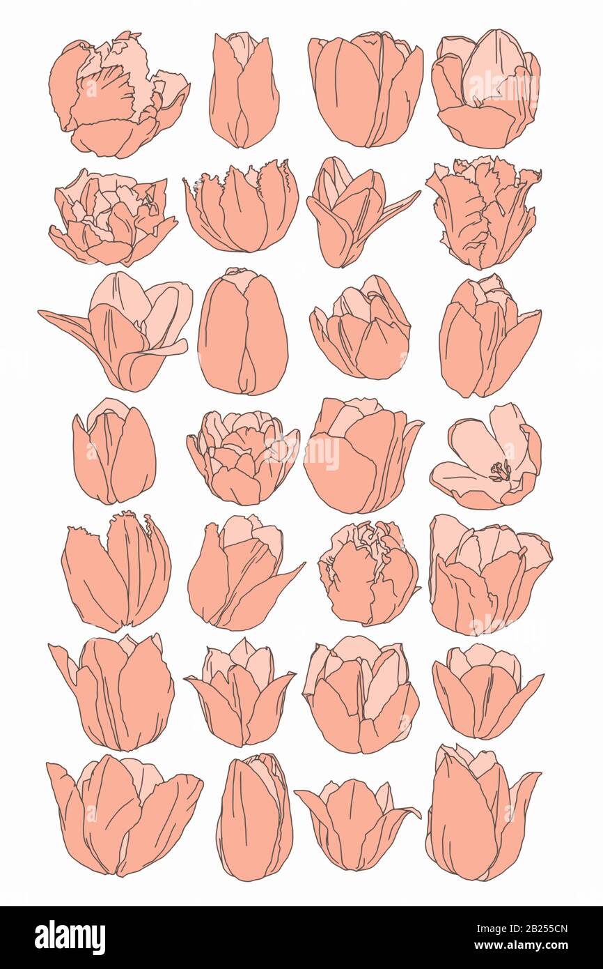 Dessins botaniques anciens de fleurs printanières. Roses, pivoines et tulipes, parfaites pour les affiches et les logos. Illustration de Vecteur