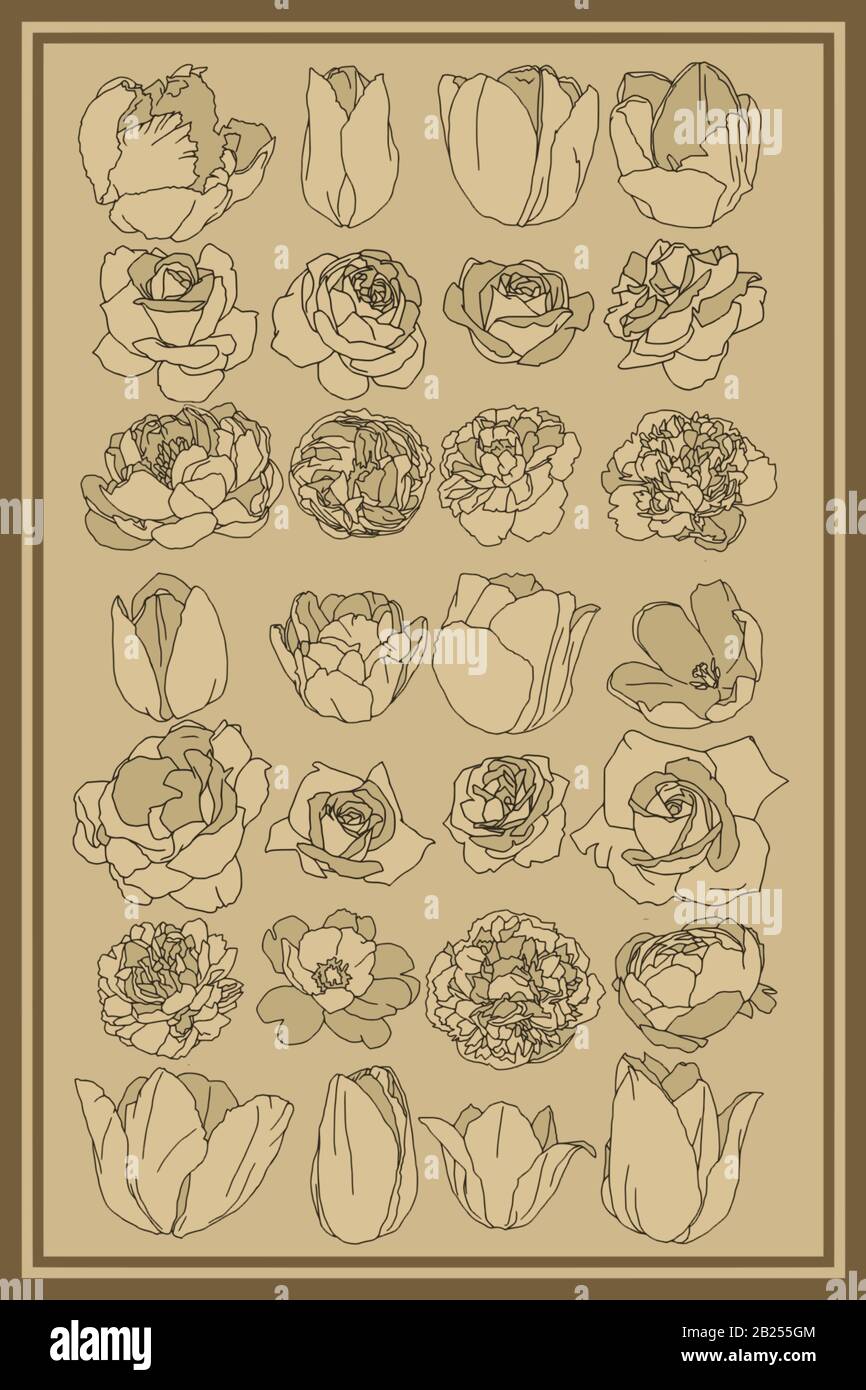 Dessins botaniques anciens de fleurs printanières. Roses, pivoines et tulipes, parfaites pour les affiches et les logos. Illustration de Vecteur