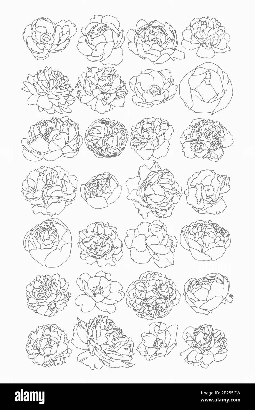 Dessins botaniques anciens de fleurs printanières. Roses, pivoines et tulipes, parfaites pour les affiches et les logos. Illustration de Vecteur