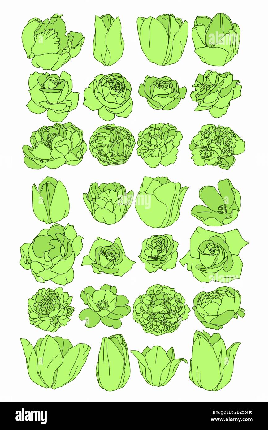 Dessins botaniques anciens de fleurs printanières. Roses, pivoines et tulipes, parfaites pour les affiches et les logos. Illustration de Vecteur