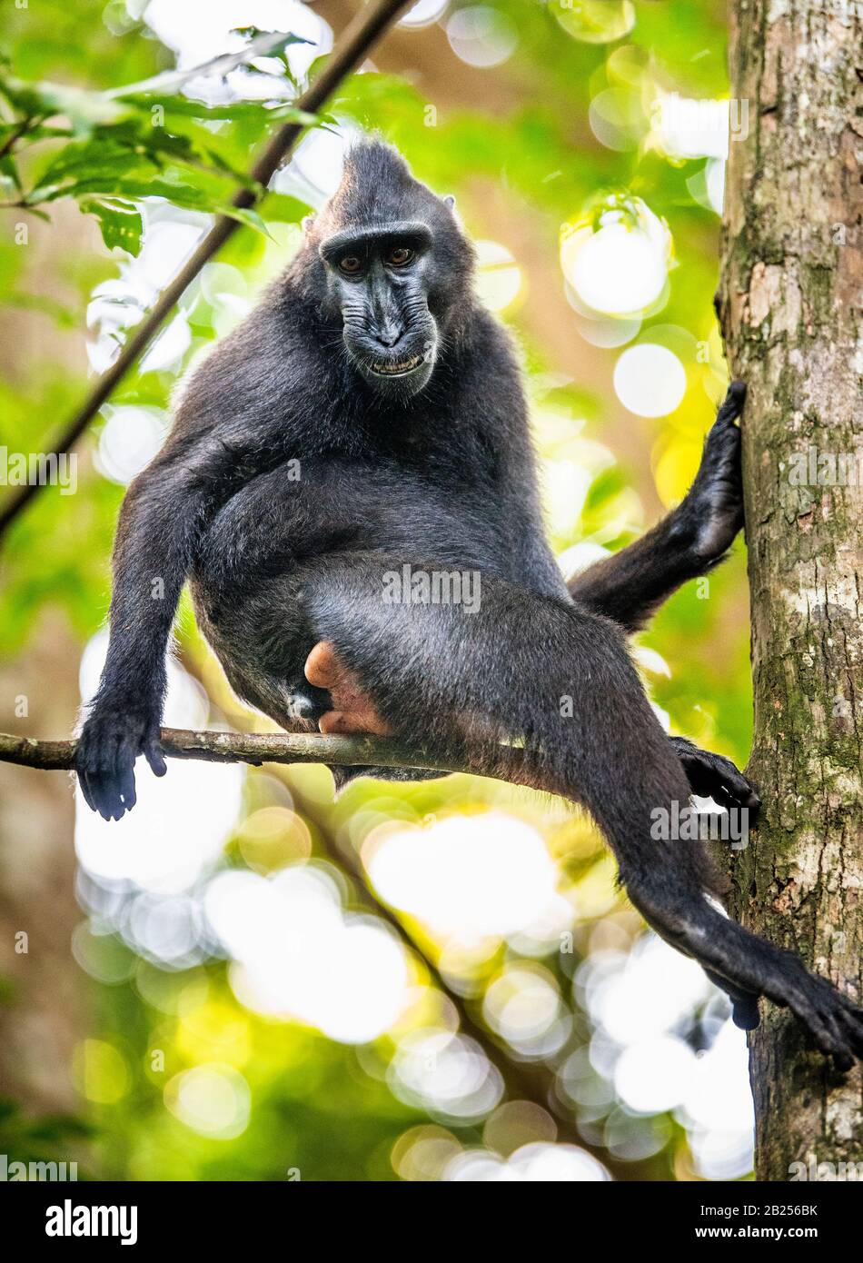 La macaque de Celebes cousue sur l'arbre. Macaque noir cravé, macaque crété Sulawesi, macaque sulawesi ou le noir. Habitat naturel. Sulawes Banque D'Images