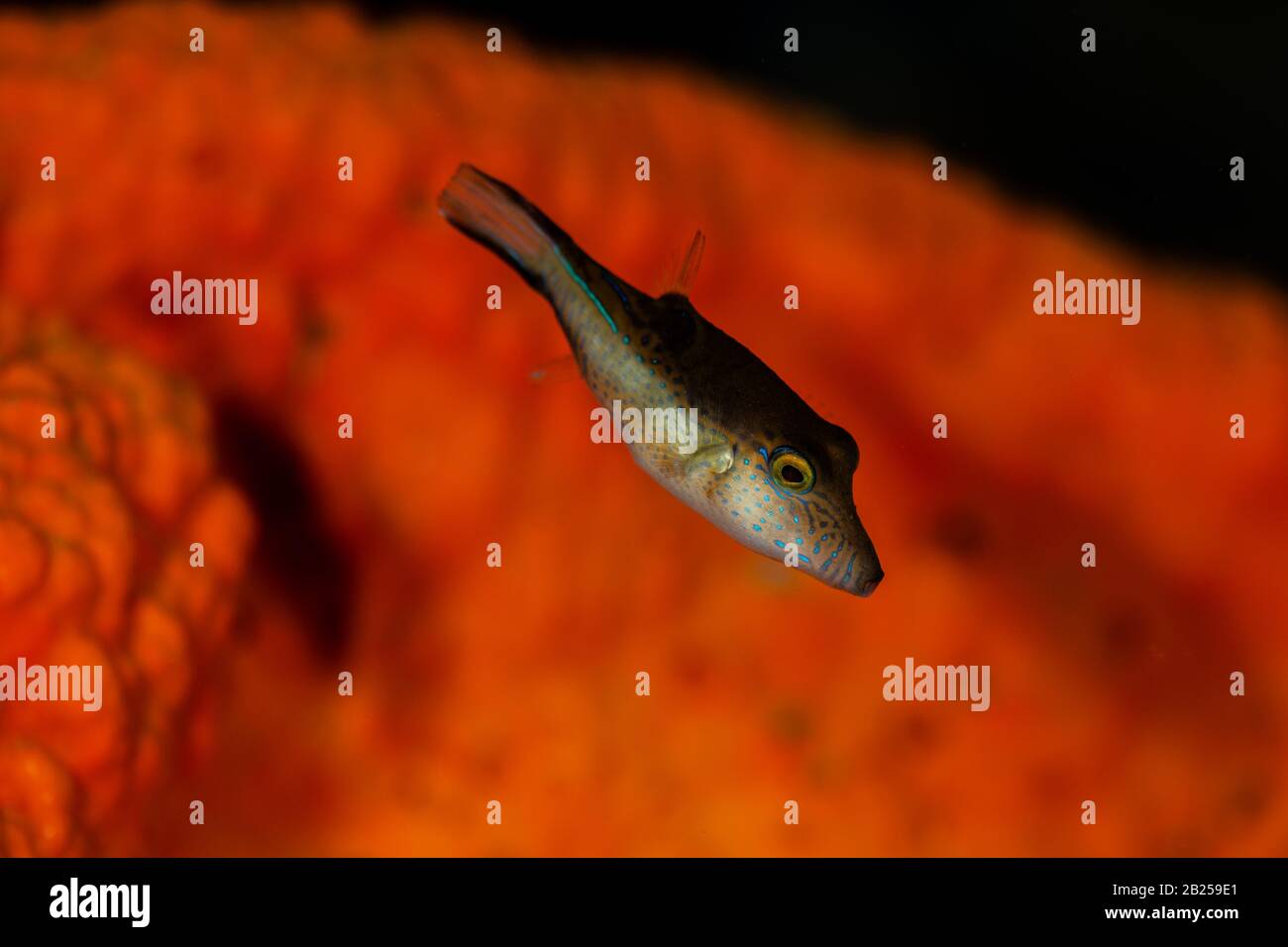 Un puffer de la Valentin explore le récif de Buddy à Bonaire, aux Pays-Bas. Le nom scientifique est Canthigaster valentine. Banque D'Images