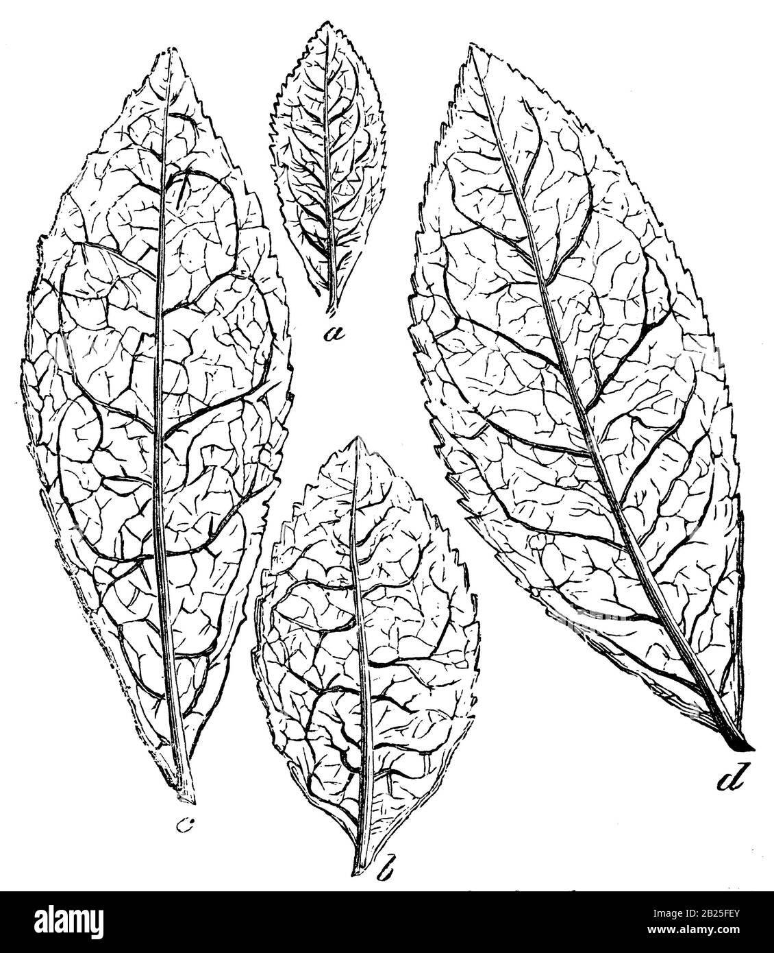 Usine chinoise de thé, Camellia sinensis Syn. Thea chinensis, (livre technologique, 1900) Banque D'Images