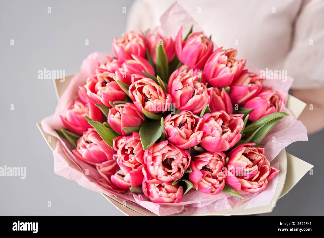 Tulipes de couleur cramoisi dans la main de la femme. Bouquet de ...