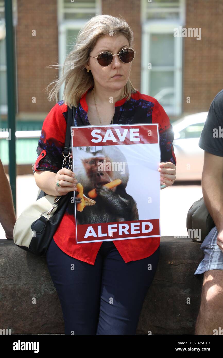 Sydney, Australie. 1er Mars 2020. Parti de la justice animale le sénateur de Nouvelle-Galles du Sud Emma Hurst et les Save Animals in Laboratories de Sydney ont organisé un rassemblement à l'extérieur de l'hôpital Royal Prince Alfred pour protester contre l'utilisation des animaux dans l'expérimentation médicale, suite à la tentative d'évasion de trois babouons à RPAH. Crédit: Richard Milnes/Alay Live News Banque D'Images