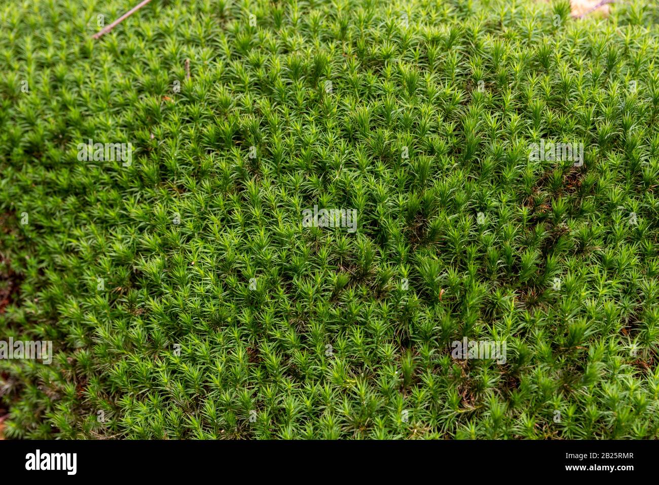 Mise au point sélective sur un patch vert brillant de mousse Banque D'Images