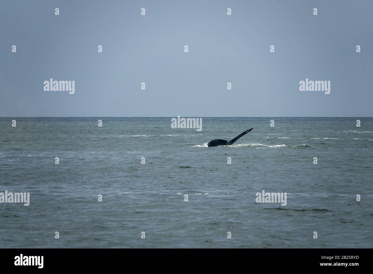 Baleines à bosse dans la mer des Salish, près d'Active Pass, en Colombie-Britannique Banque D'Images