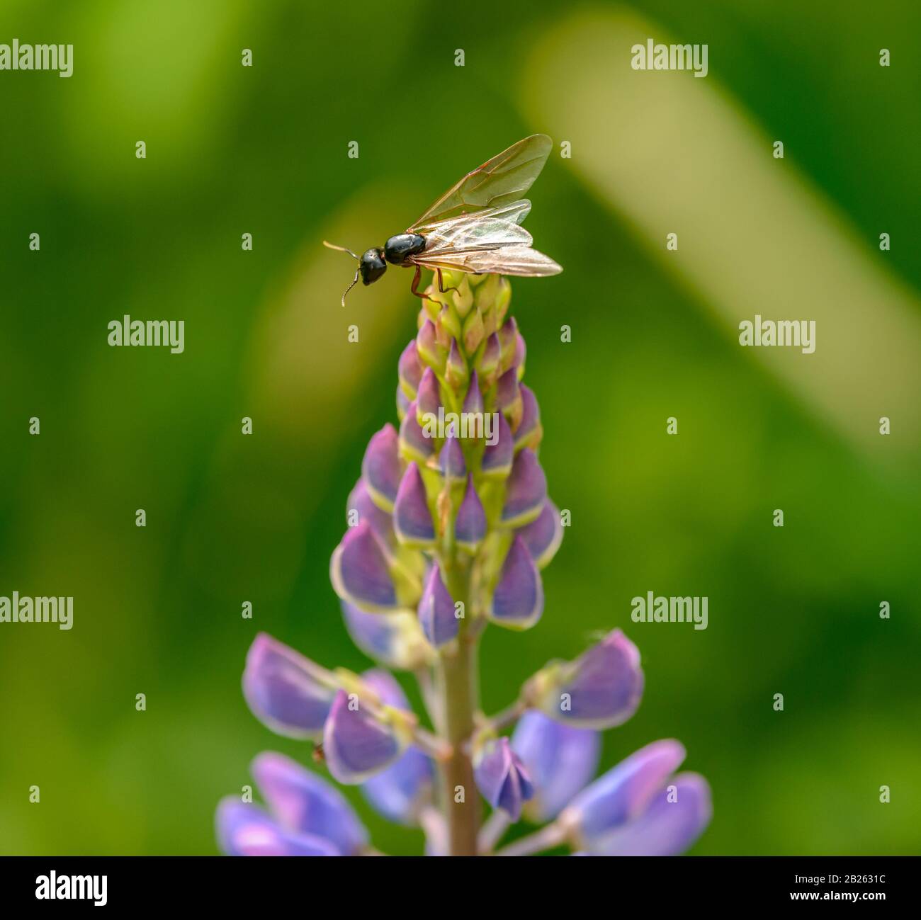 fourmi ailé sur la fleur de lupin violet, sauvage Banque D'Images