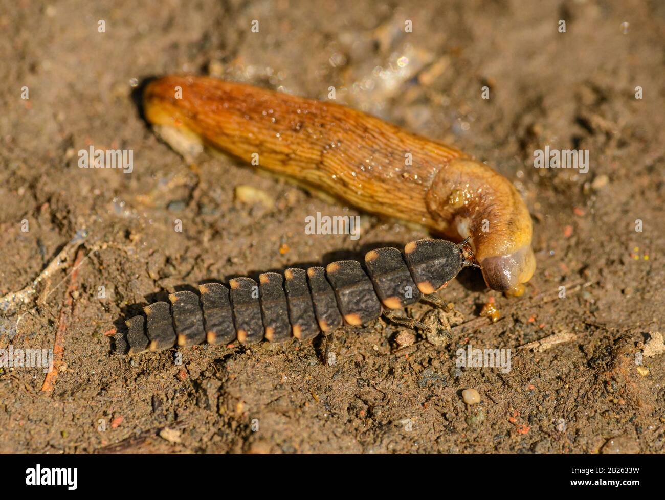 Larve de ver de lueur commun (Lampyrus noctiluca) se nourrissant sur une giruche, sauvage Banque D'Images