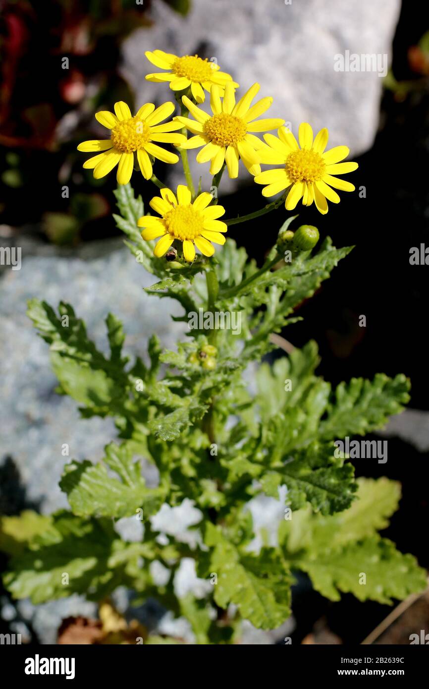 Felsen-Greiskraut, Senecio Rupestris Banque D'Images