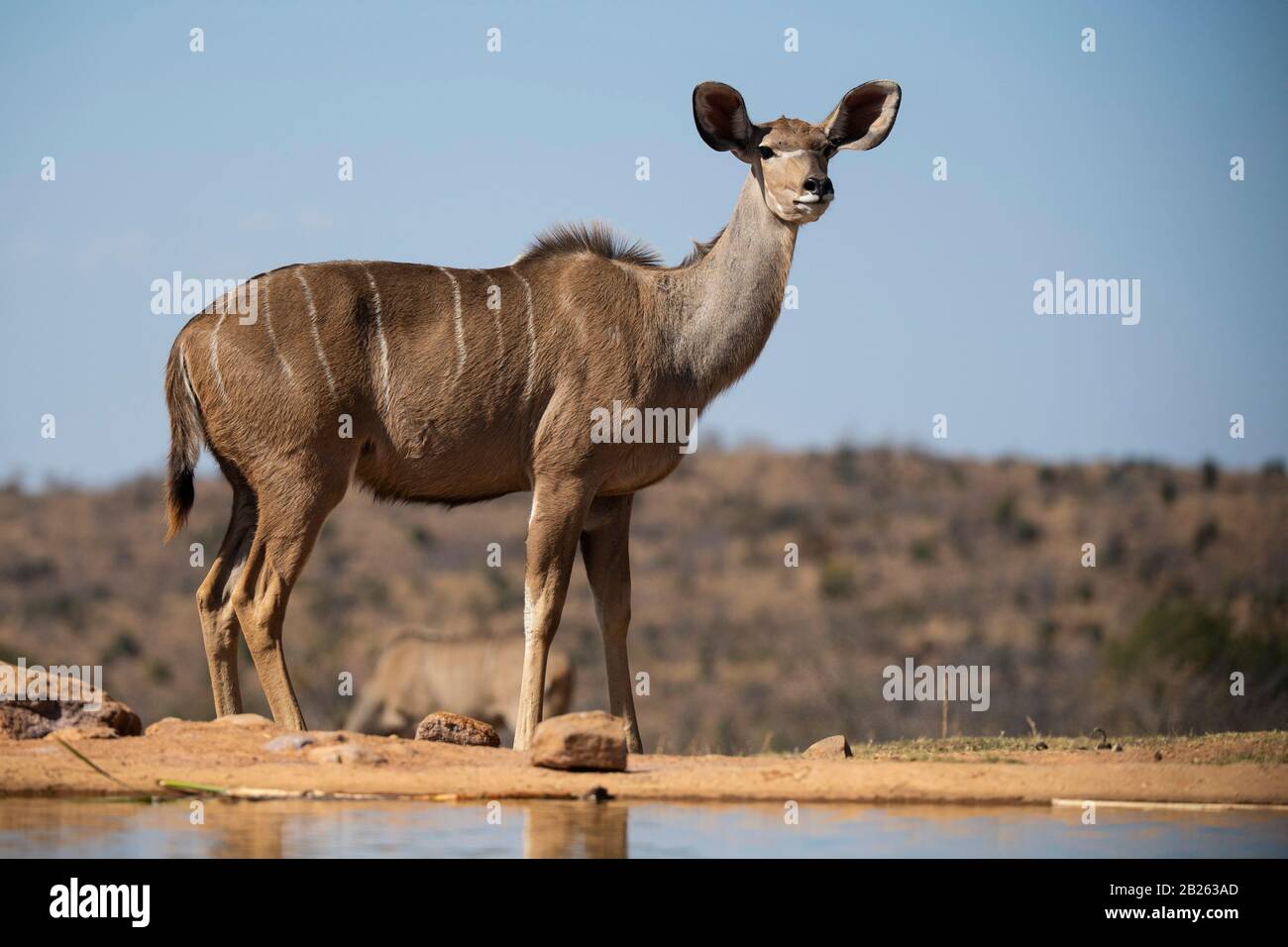 Femme grand kudu, Tragelaphus strepsiceros, Welgevonden Game Reserve, Afrique du Sud Banque D'Images