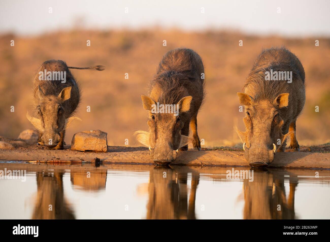 Warthog, Phacochoerus Africanus, Welgevonden Game Reserve, Afrique Du Sud Banque D'Images