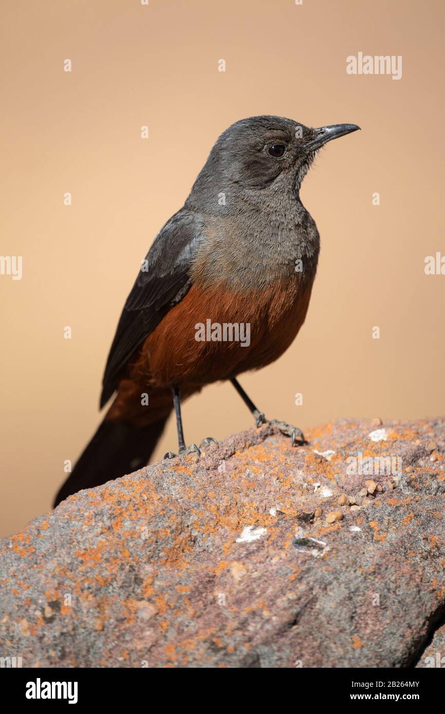 Chat de falaise de mocking femelle, Thamnolaea cinnamomeiventris, Parc national de Marakele, Waterberg, Afrique du Sud Banque D'Images