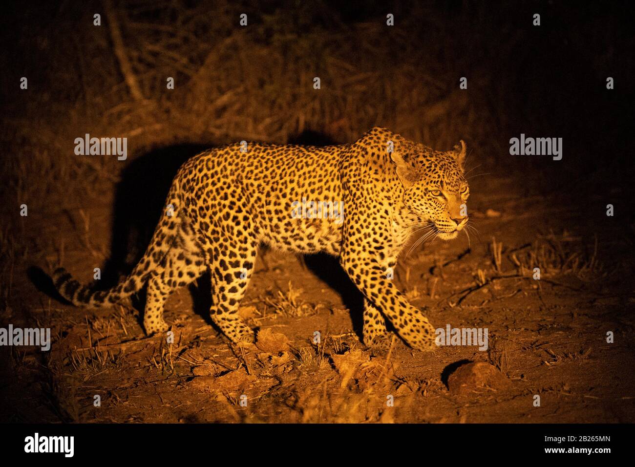 Leopard la nuit, Panthera pardus, Malaa Game Reserve, Afrique du Sud Banque D'Images