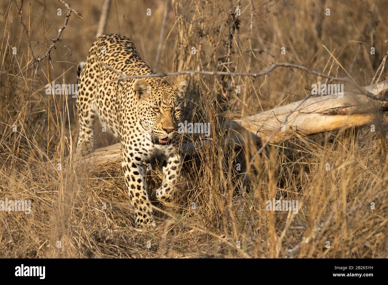 Leopard, Panthera Pardus, Malaa Game Reserve, Afrique Du Sud Banque D'Images