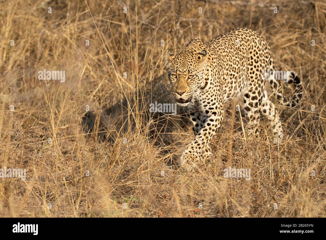 Leopard, Panthera Pardus, Malaa Game Reserve, Afrique Du Sud Banque D'Images