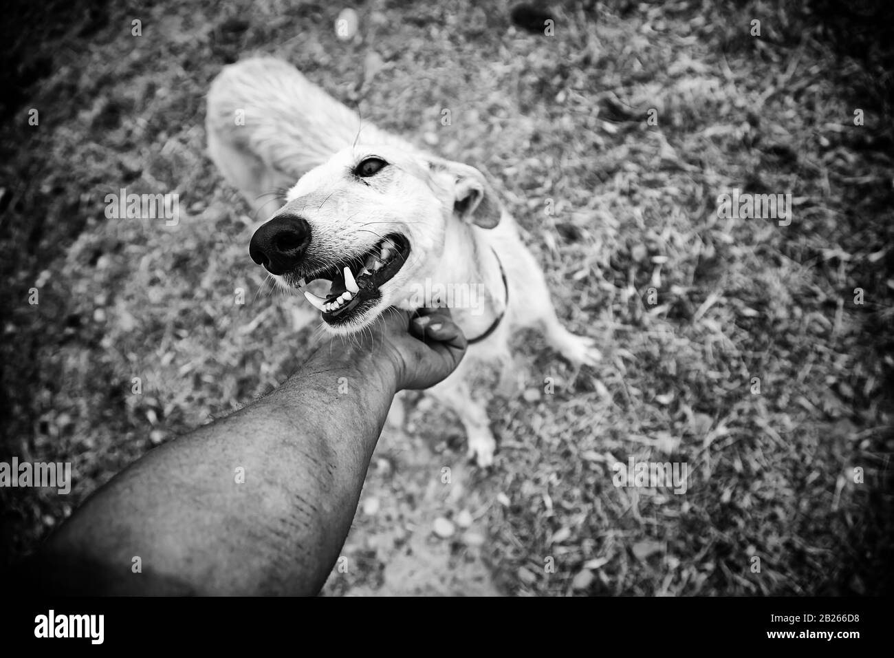 Greyhound a adopté la marche dans la rue, les animaux secourus Banque D'Images