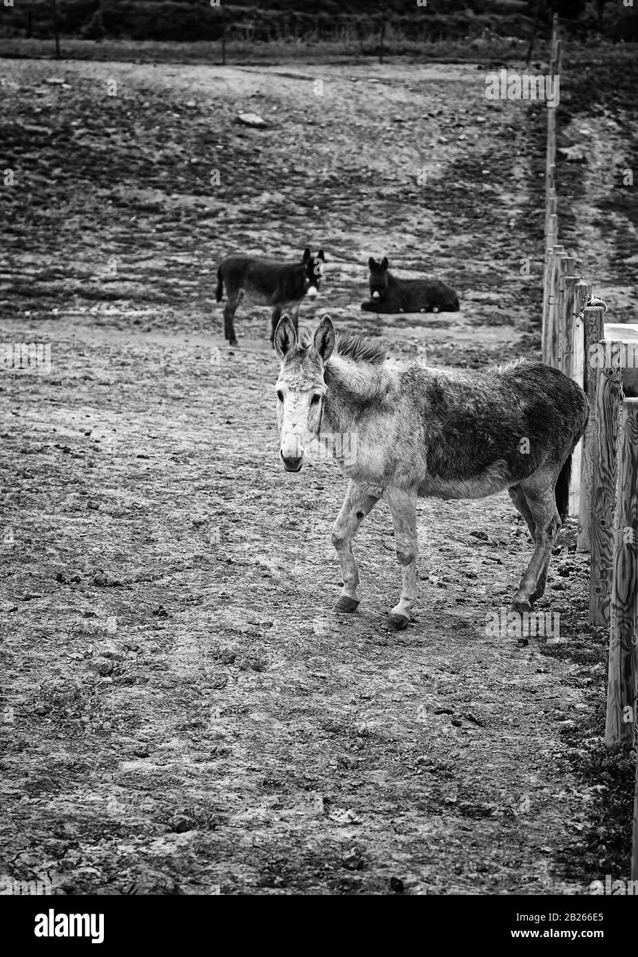 Ânes dans la ferme animale, parc naturel Banque D'Images