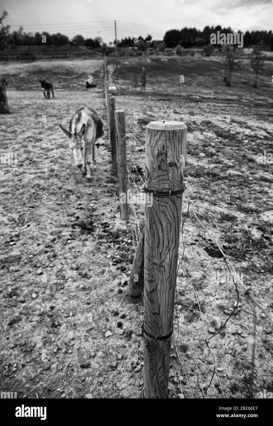 Ânes dans la ferme animale, parc naturel Banque D'Images