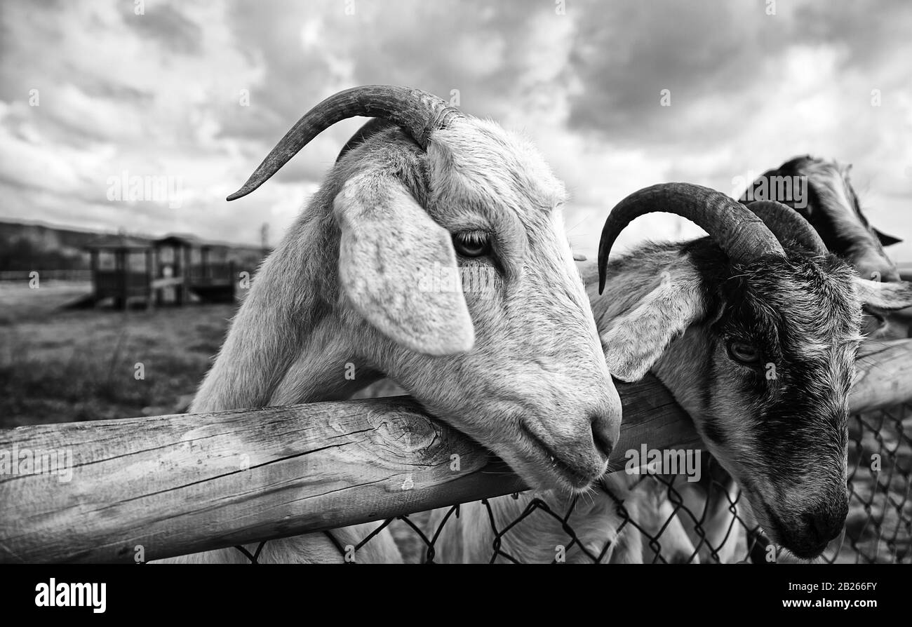 Moutons à la ferme, animaux herbivores, parc naturel Banque D'Images