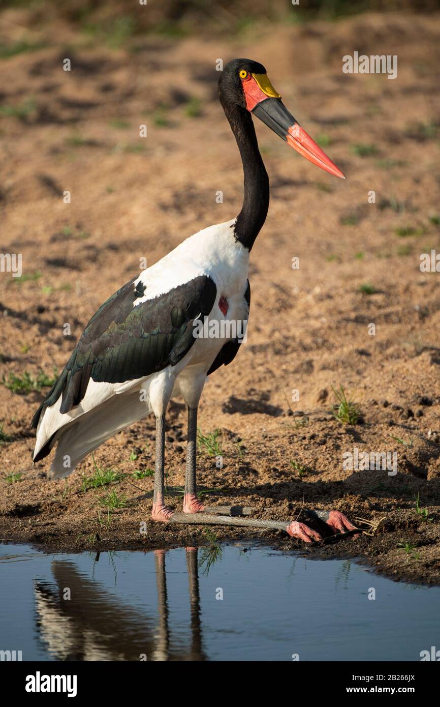 Cigognes à bec de selle, Éphippiorhynchus senegalensis, Réserve de gibier de Malaa, Afrique du Sud Banque D'Images