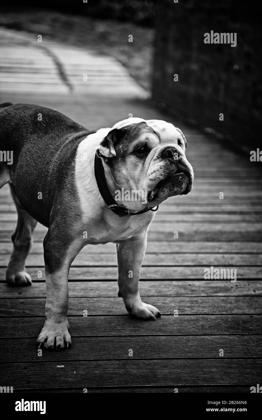 Bulldog dans park jouer et marcher, pedigree animaux Banque D'Images