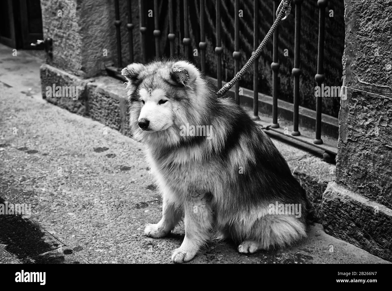 Chien husky sibérien attaché dans la rue urbaine, les animaux Banque D'Images