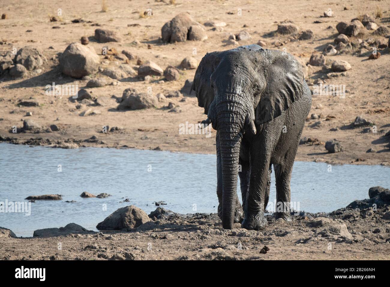 Éléphant d'Afrique dans un trou d'eau, Loxodonta africana africana, Kruger National Park, Afrique du Sud Banque D'Images