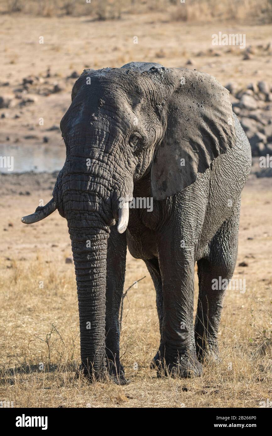 Éléphant d'Afrique, Loxodonta africana africana, Kruger National Park, Afrique du Sud Banque D'Images
