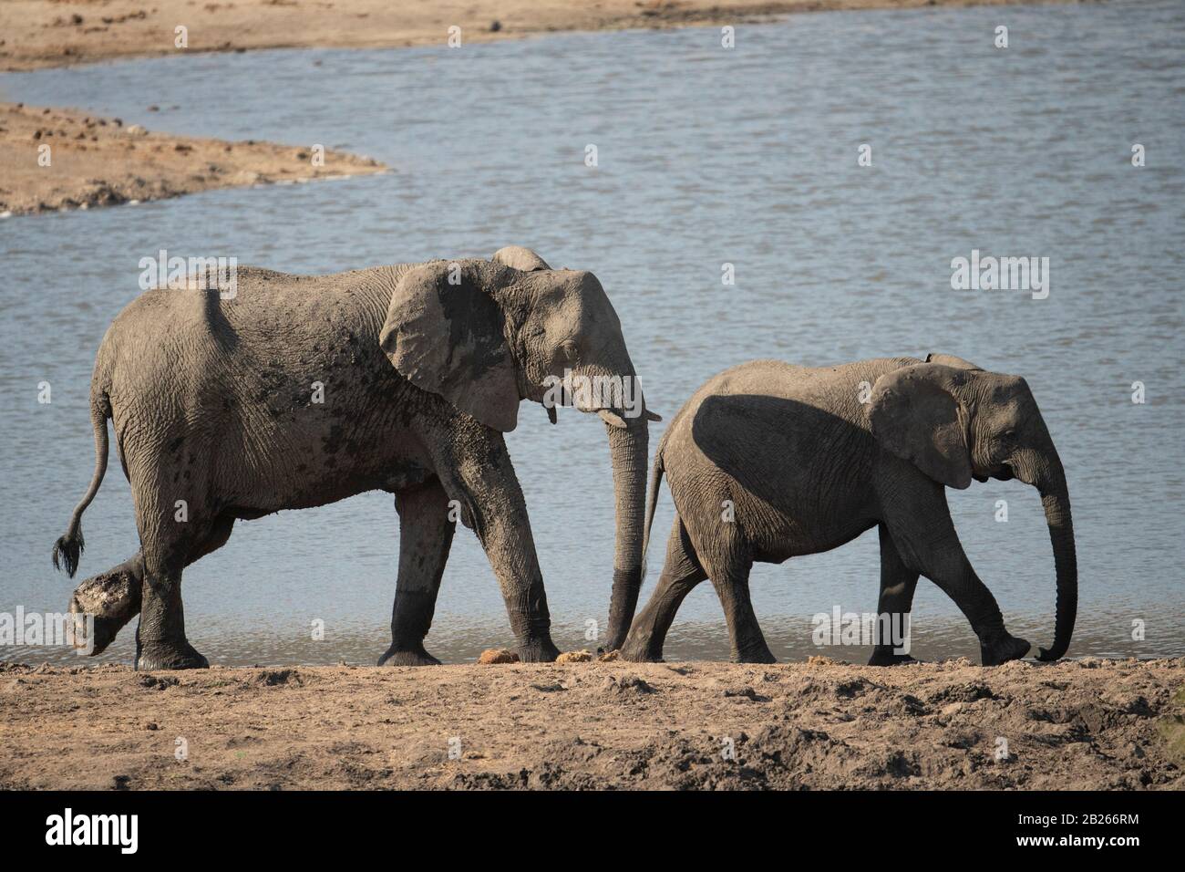 Éléphants d'Afrique dans un trou d'eau, Loxodonta africana africana, Kruger National Park, Afrique du Sud Banque D'Images