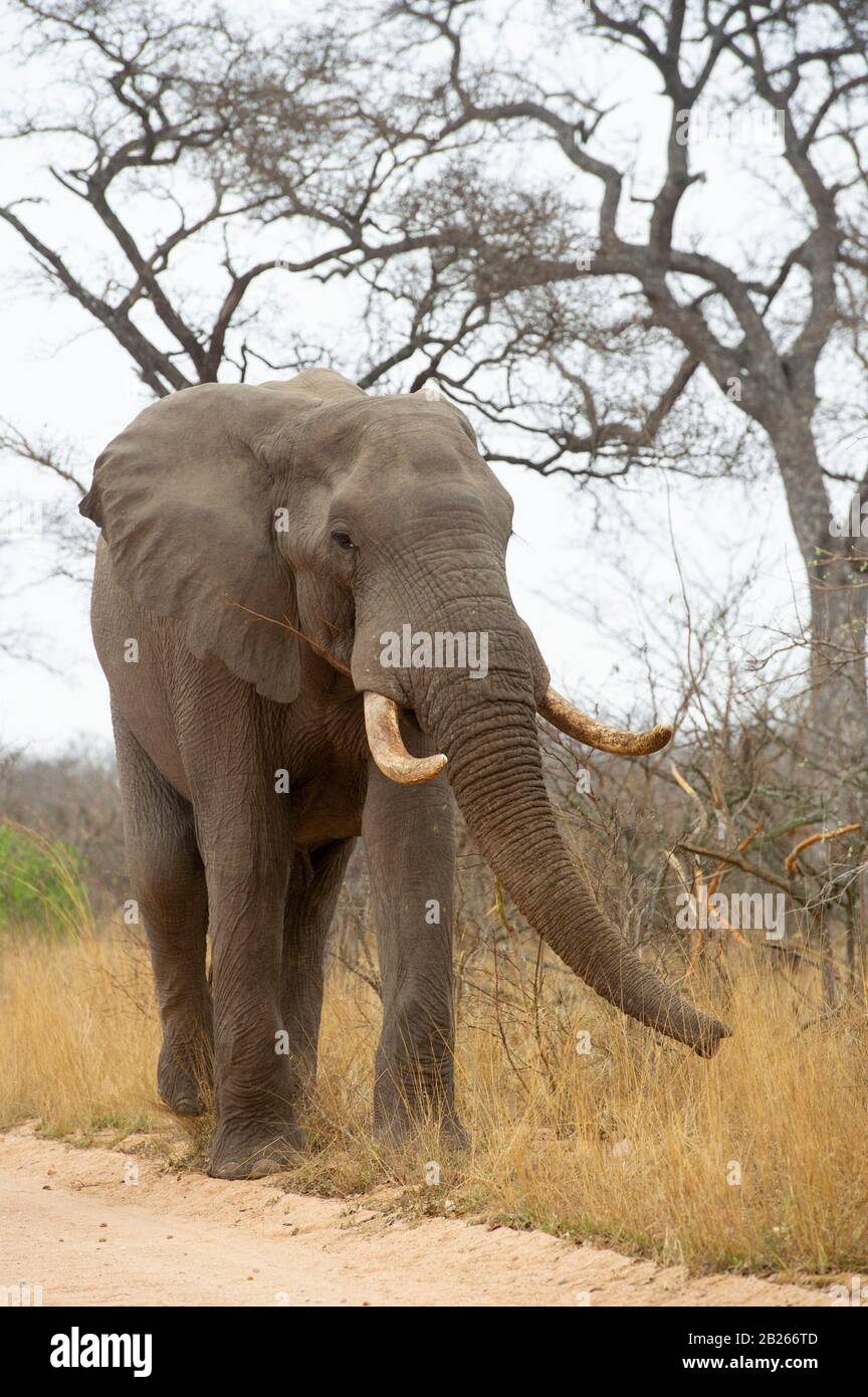Éléphant d'Afrique, Loxodonta africana africana, Kruger National Park, Afrique du Sud Banque D'Images
