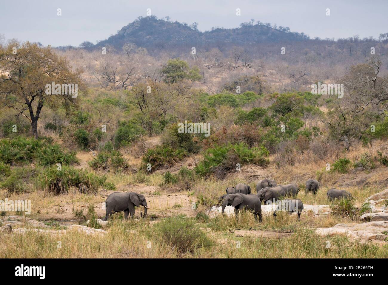 Troupeau africain d'éléphants, Loxodonta africana africana, Kruger National Park, Afrique du Sud Banque D'Images