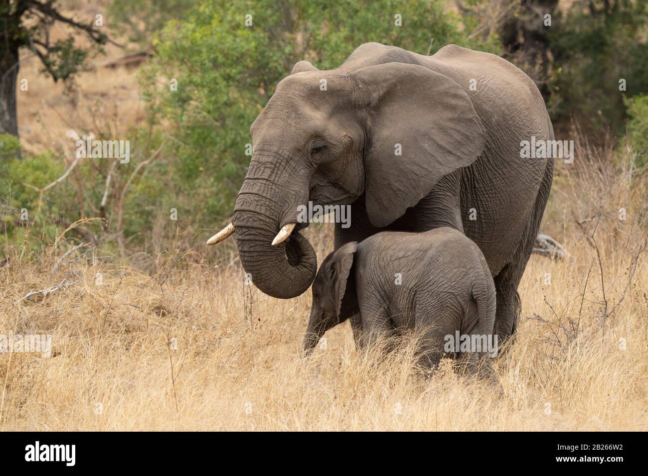 Éléphant d'Afrique avec veau, Loxodonta africana africana, Kruger National Park, Afrique du Sud Banque D'Images