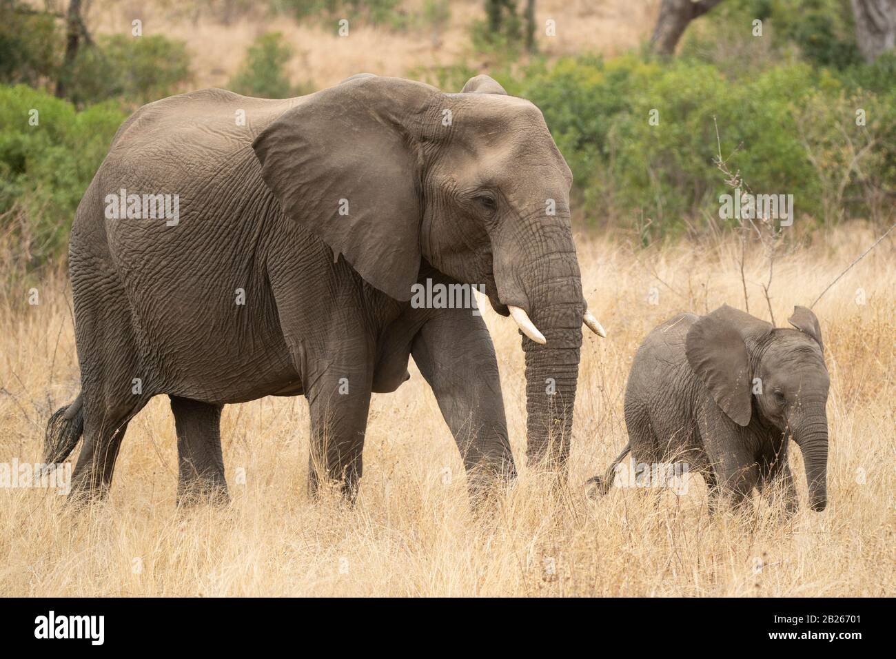 Éléphant d'Afrique avec veau, Loxodonta africana africana, Kruger National Park, Afrique du Sud Banque D'Images