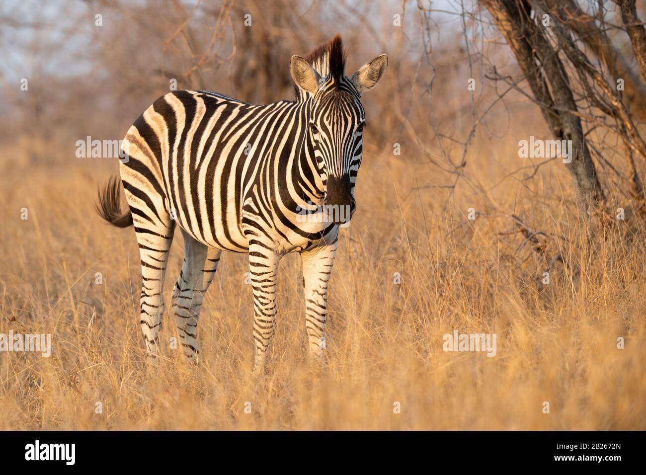 Zèbre de Burchell, Equus quagga burchellii, Parc national Kruger, Afrique du Sud Banque D'Images