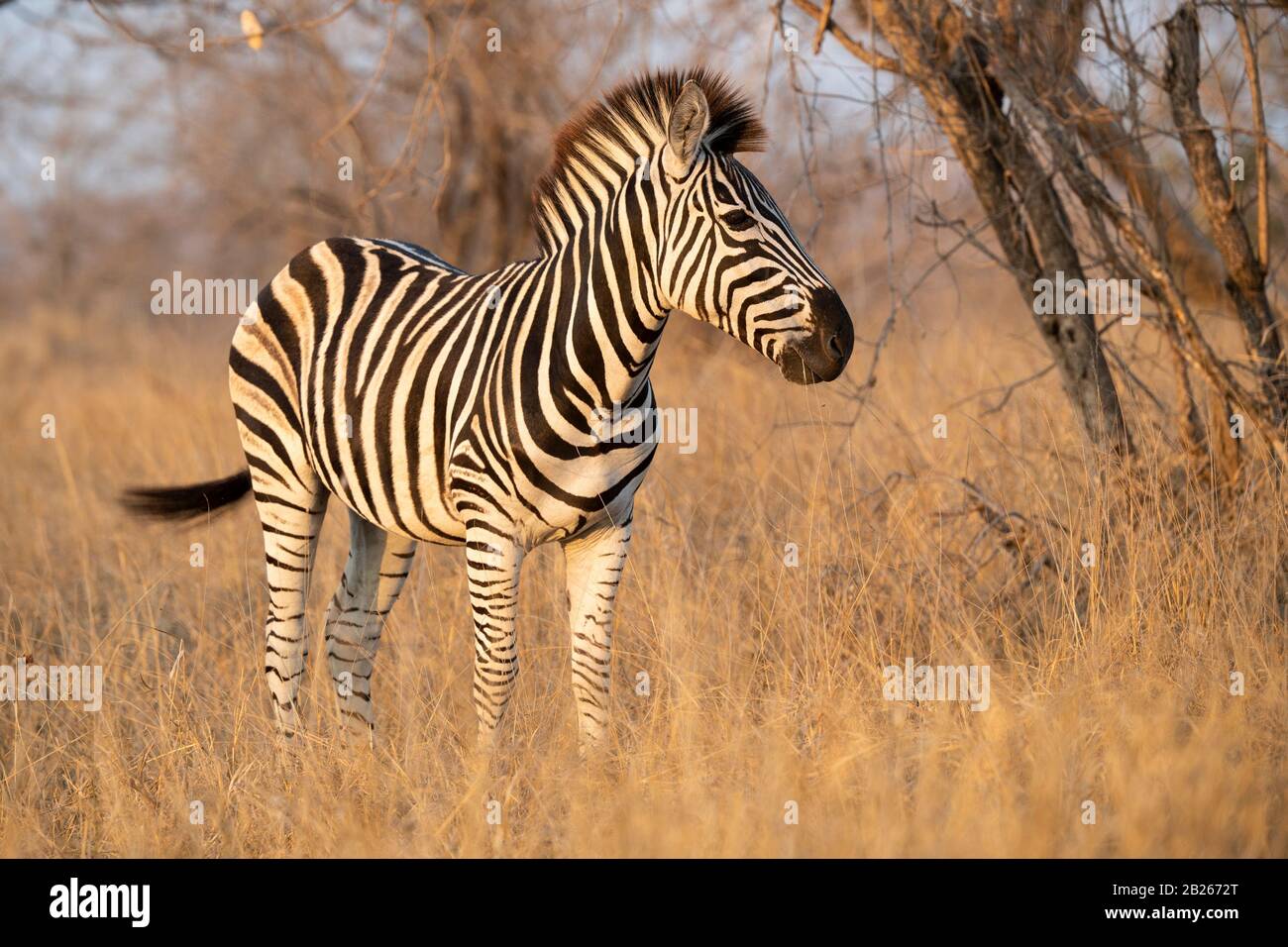 Zèbre de Burchell, Equus quagga burchellii, Parc national Kruger, Afrique du Sud Banque D'Images