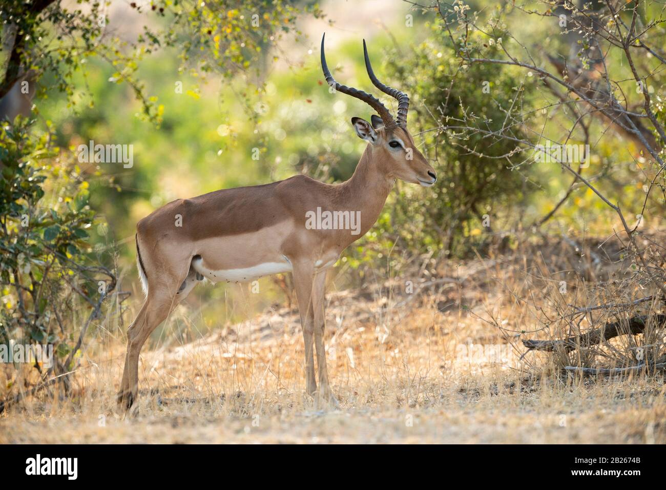 Impala, Aepyceros Melampus, Parc National Kruger, Afrique Du Sud Banque D'Images