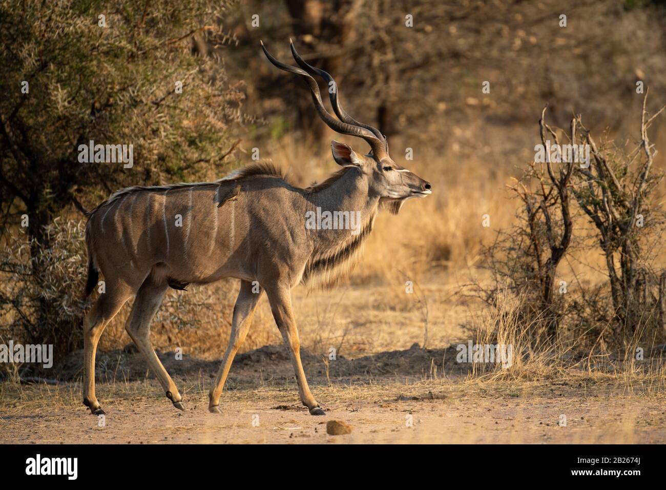Homme grand kudu, Tragelaphus strepsiceros, Kruger National Park, Afrique du Sud Banque D'Images