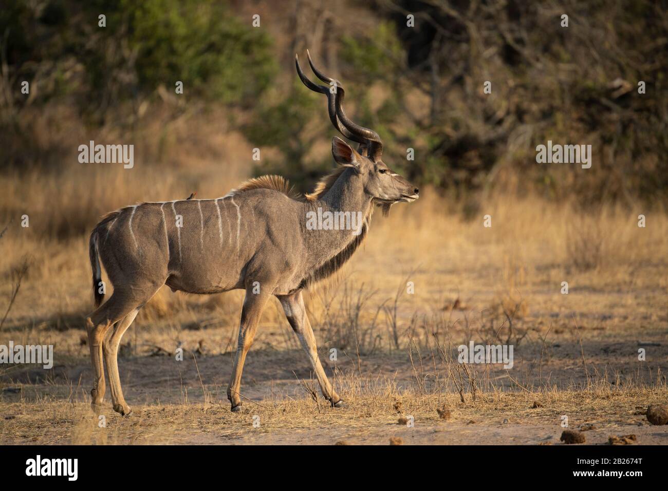 Homme grand kudu, Tragelaphus strepsiceros, Kruger National Park, Afrique du Sud Banque D'Images