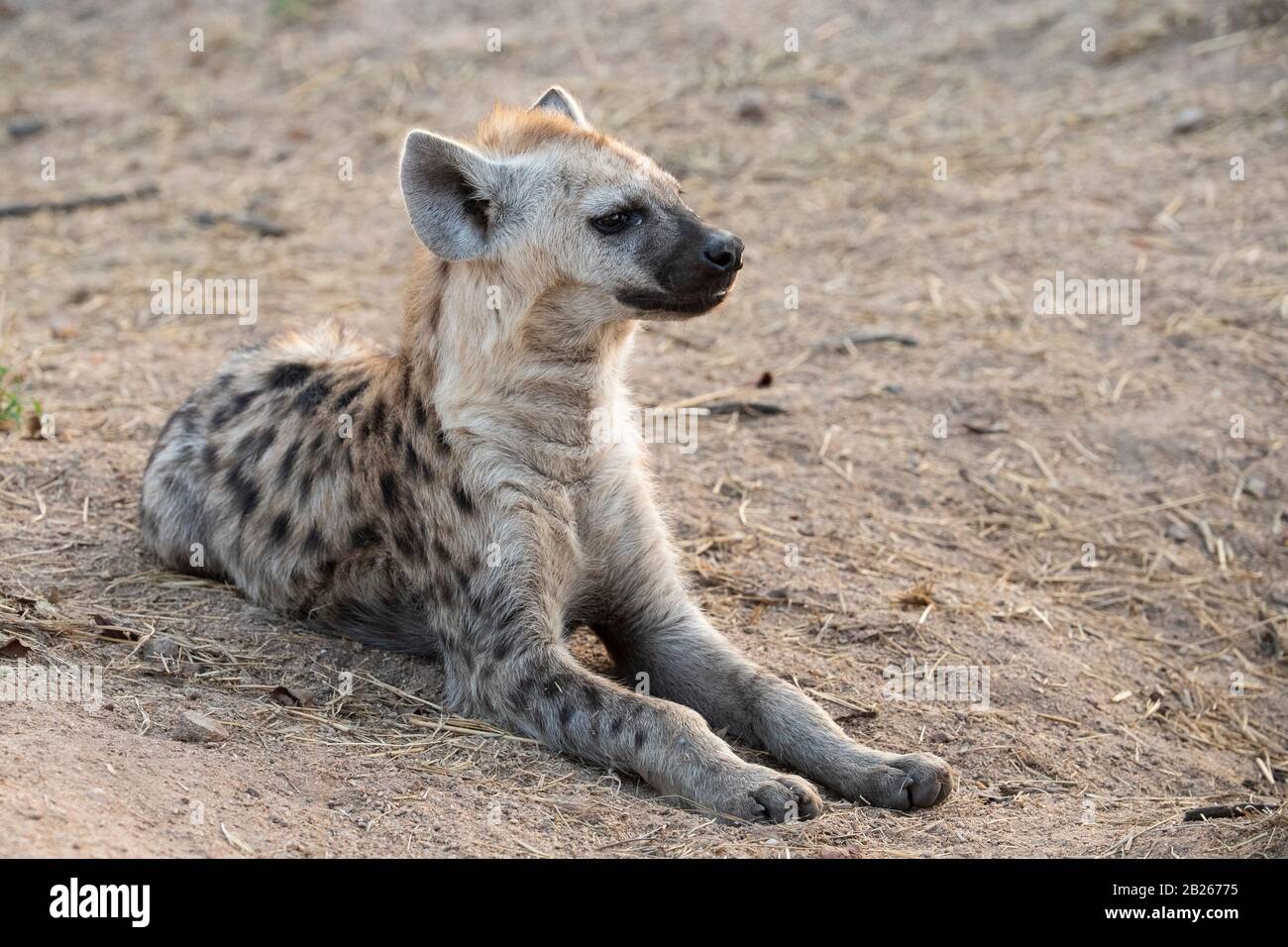 Purée d'hyène tachetée, Crocuta crocuta, Parc national Kruger, Afrique du Sud Banque D'Images