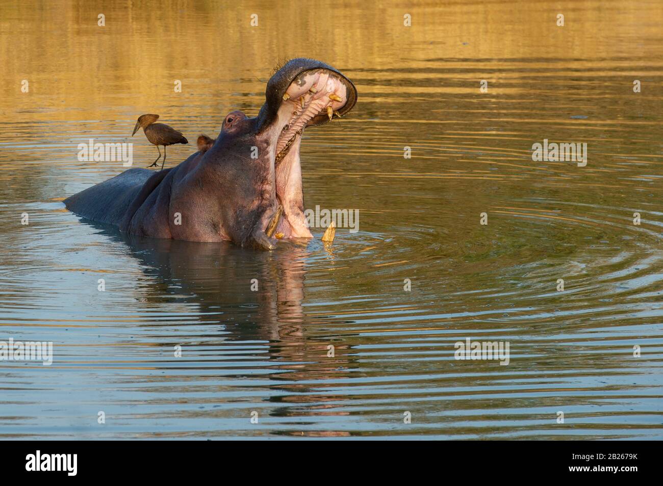 Hamerkop, Scopus umbretta, assis sur des hippopotames ébarbéants, Hippopotamus amphibius, Parc national Kruger, Afrique du Sud Banque D'Images